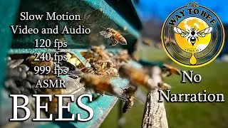 Honey Bees In Super Slow Motion ASMR, at 999 fps, 160 fps, and 240 fps, Audio Immersion. + Roosters