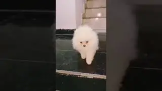 #dog #pets #cute #puppy #funny #golden #retriever #funny #animal @YouTube @SETIndia