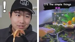 Letting your pet bird STOCK YOUR FISH TANK | Fish Tank Review 146