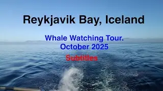 Reykjavik Bay, Whale Watching Tour, Iceland. October 2025