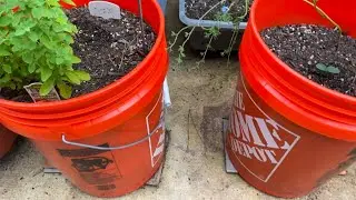 The Truth About Home Depot Orange Buckets for Gardening!