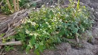pwogr&egrave; experyans jaden #2 #agriculture #farm #nature #farming