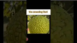 osage orange fruit #shorts #facts #theamazingfact