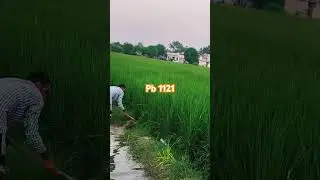 Pb 1121 varaity #jamidar #farmerstruggle  #viral  #farming #farming