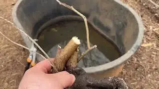 2/5/25 - Adding Autumn Olive to the Bantam Run and Propagating More from Cuttings