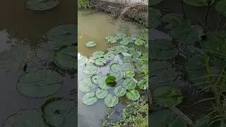 EP#205 ARP farm&house nonthaburi  #farmhouse #turtle  #vegetables  #thailand #happiness #nature