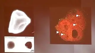 Talking Science: &ldquo;Viruses: Biology&rsquo;s quick and undead&rdquo; featuring Charles M. Rice