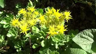 Czar&rsquo;s Gold&rsquo;,siberian stonecrop,Sedum hybridum ,&ouml;r&ouml;kz&ouml;ld varj&uacute;h&aacute;j vir&aacute;g