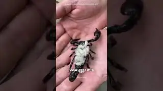 The Sacrifice of Mother Scorpions for Their Young #ScorpionSacrifice #MotherNature #AnimalBehavior