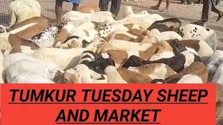 Sheep goat market tumkur@ agrianimals# , 23*12*2025