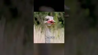 The Egg That Started a Forest War