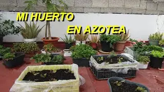 🍅 RECORRIDO por mi HUERTO en la AZOTEA 🍓 TOUR por el huerto en MACETAS 🌿