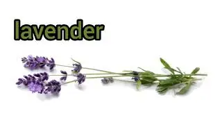 How to Pronounce Lavender in British English