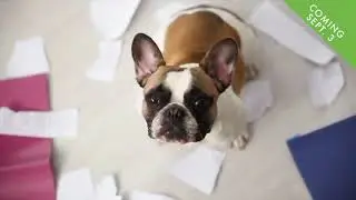 Pets CBD