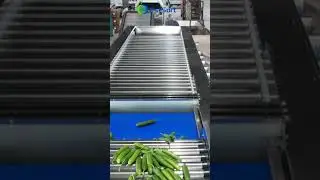 cucumber grading machine mini cucumber sorting equipment size sorter for gherkins cucumber grader