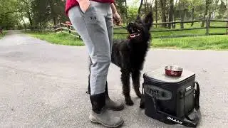 Dish MC, Gaiting from side, and leash handling