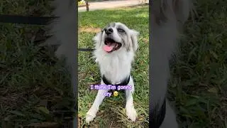 Who&rsquo;s your sweetie pie ?? 🤎🤍🐶🐾 #dogshorts #dog #dogs #pets #cute #shorts