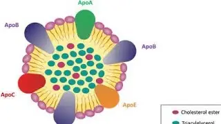 Apolipoprotein ; Description of structure and Various functions