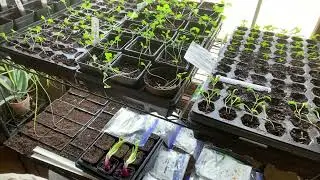 Start Dozens of Seeds With One Heat Mat
