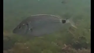 Northernmost record of the Senegal seabream Diplodus bellottii in the R&iacute;a de Vigo