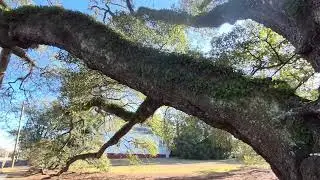 Big Oak Live Oak in Thomasville, GA.  US19 Road Trip the lost episode