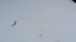 Kneipp Schneetreten/Schneelaufen