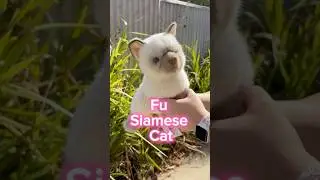 Fu Siamese Cat by Douglas #essa #emotionalsupportstuffedanimal #plushies