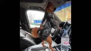 DOG IN BIKER CLOTHES