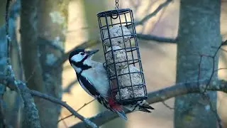 STRAKAPOUD VELK&Yacute; (Dendrocopos major) - NA KRM&Iacute;TKU