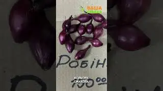 Сорти голландської цибулі: як розбиратися в сортах, у їх відмінностях та особливостях