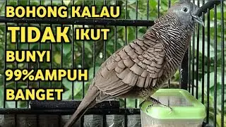 Perkutut Lokal Gacor Suara Super Kristal - Pancingan Malas Bunyi  (99%AMPUH BANGET)
