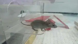 4 Hours Mouse Video for Cats 🐭 | Realistic Mouse TV for Cat Entertainment