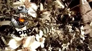 Zander | River Douro | Spinning