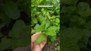 O que fazer para hortel&atilde; ficar sempre bonito? #hortel&atilde; #hortali&ccedil;a #horta #hortaorganica