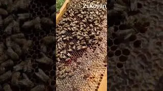 Bir takım denemeler