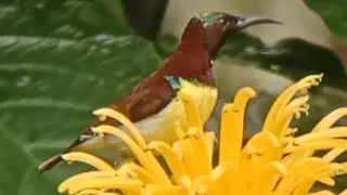 Purple rumped sunbird male captured through the window... 💜 #birdphotography #flowers