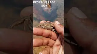 Cute Small Crab Catching #Shorts