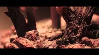 Cinematography Test - Canon SL1