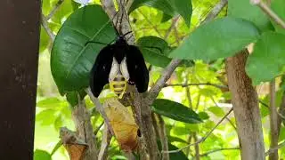 Golden Birdwing Butterfly Emerging @Firsttimebyncn