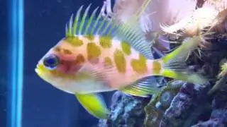 blotchy anthias