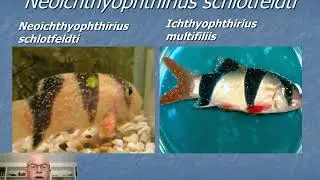 Nr.6: Aquarium fish disease: ICH, Ichthyophthirius, White Spot disease: prevention & treatment