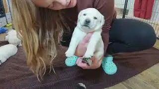 Livestream REPLAY: Adorable, Chunky Lab Puppies 3 weeks old #cutepuppies #labrador #puppy