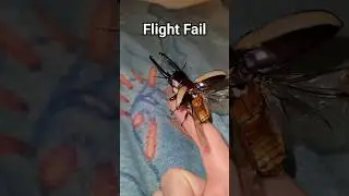 Stag Beetle Billy Flight Fail #beetle #BETL #bug #stagbeetle #insect #usa #pets #funnypets