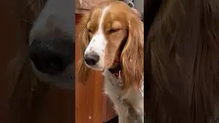 Тренування. Як вам? Training. What do you think?  #spaniel #охота #щенок