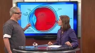 Your Dog and Eye Cataracts