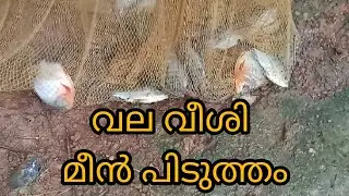 Farm fresh fish | വല വീശി കുളത്തിലെ മീൻ പിടുത്തം