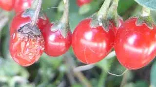 Bitter Nightshade - Solanum dulcamara - Eiturfl&aelig;kja - Rau&eth; ber - Eiturjurtir - Illgresi
