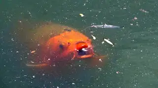 Koi Fish in the Tranquil Waters of Lan Su Chinese Garden 🐠🎋