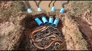 Smart Boys Make Eel Trap Using 4 PVC Pipes With Deep Hole Trap To Catch A Lot Of Eels