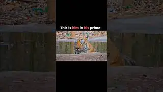 The greatest tiger in the history #viral #shorts #youtube #video